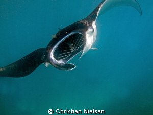 Fantastic snorkeling with feeding manta's on Nusa Penida ... by Christian Nielsen 